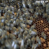 На Хмельниччині бджолярі розраховують на рекодний "врожай"