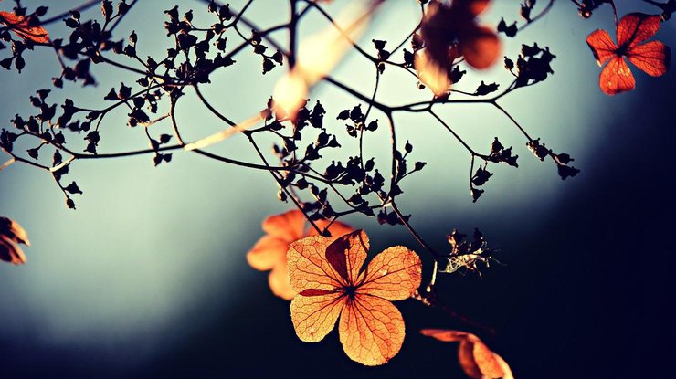 Фото: Pixabay