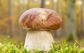 Українка знайшла гігантський гриб вагою майже 5 кг: фото "велетня"
