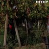 В Україні - сезон збирання винограду: який врожай цьогоріч