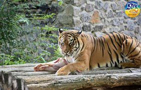 З українського зоопарку втік тигр, людей закликають бути обережними