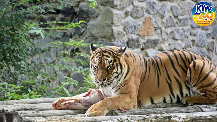 Тигр у київському зоопарку