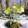 Майже весна: погода здивує українців 3 січня