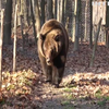 У Галицькому національному природному парку прокинулася родина бурих ведмедів