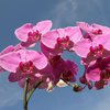 Експерти назвали дві головні умови для вирощування орхідей