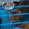 У Китаї врятували тисячу котів, яких збиралися пустити на м'ясо під виглядом свинини (фото 18+)