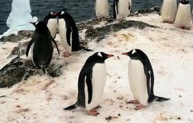 Пінгвіни "окупували" українську метеостанцію в Антарктиці (фото) 