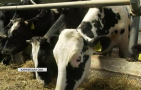Молочна ферма під Харковом відчайдушно намагається втриматися на плаву