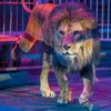 Лев втік з цирку під Римом і тримає в страху ціле містечко (відео)