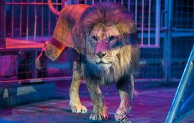 Лев втік з цирку під Римом і тримає в страху ціле містечко (відео)