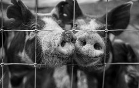 На Полтавщині спалять понад 1200 свиней через знайдений вірус африканської чуми