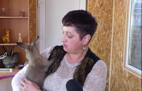 Жителька Миколаєва самотужки виходила дитинча кенгуру