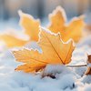 Подекуди сніг та дощ: погода в Україні 21 листопада