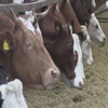 На Черкащині живе корова-рекордсменка: щодня дає близько 42 літрів молока