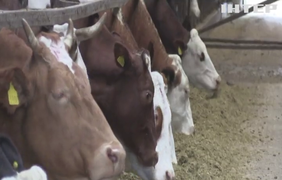 На Черкащині живе корова-рекордсменка: щодня дає близько 42 літрів молока