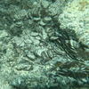У морі біля Сардинії археологи знайшли скарб з понад 30 тисяч бронзових монет IV століття (фото, відео)