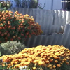 Під Кропивницьким ветеран АТО вирощує хризантеми для підтримки ЗСУ