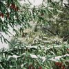 В Карпатах випав сніг: на Чорногірському хребті вирувала негода (відео)