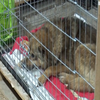 Українці продовжують рятувати тварин: кілька собак із Херсонщини помандрували до Черкас