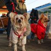 Польща скасувала спрощені правила перевезення домашніх тварин для українців