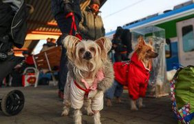 Польща скасувала спрощені правила перевезення домашніх тварин для українців