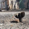 10 прильотів: окупанти обстріляли з мінометів Сумську область