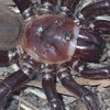 В Австралії виявили павука, розміром з тарілку (фото)