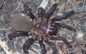 В Австралії виявили павука, розміром з тарілку (фото)