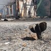 Окупанти обстріляли з міномету прикордоння Сумської області