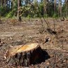 Росіяни вирубують та вивозять ліс з окупованого Мелітополя - Генштаб