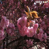 На Закарпатті - пік цвітіння сакур: волонтери організували тематичний фестиваль