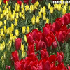 У Києві на Співочому полі розцвіло понад півмільйона тюльпанів