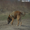 Дев'ять службових собак повернулися з навчань у Польщі: як готують кінологічні розрахунки