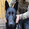 Пухнастий психолог для наших захисників: як пес Люцик допомагає воїнам