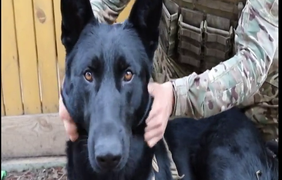 Пухнастий психолог для наших захисників: як пес Люцик допомагає воїнам