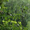 Погода на 25 травня: де пройдуть дощі
