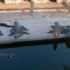 Розірвали на частини: 40 крокодилів з'їли власника ферми