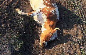 У селі на Хмельниччині парубок зґвалтував і знущався з вагітної корови