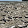 "Це екоцид": у Держрибгоспі розповіли про наслідки підриву Каховського водосховища (відео)