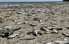"Це екоцид": у Держрибгоспі розповіли про наслідки підриву Каховського водосховища (відео)
