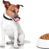 Сухий, консервований чи натуральний корм для собаки: що вибрати
