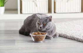 Вибір корму для кота: як не помилитися