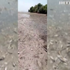На Дніпропетровщині через масовий мор вже загинули щонайменше 28 тисяч рибин