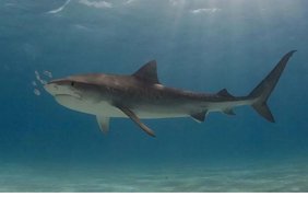 У Хургаді акула з'їла росіянина (відео 18+) 