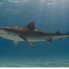 У Хургаді акула з'їла росіянина (відео 18+) 