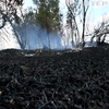 На Миколаївщині рятувальники та лісівники вдосконалили навички гасіння пожеж