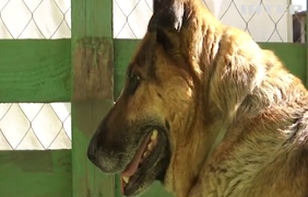 Вона обіймала ногу рятувальника, який витяг її з води: історія собаки-символа трагедії на Каховській ГЕС