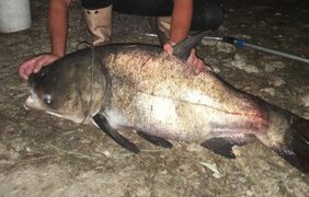 На Миколаївщині чоловік спіймав гігантську рибу вагою понад 20 кг: фото "монстра"