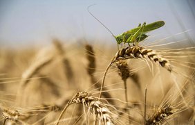 Єгипет відмовився від російської пшениці на користь Франції та Болгарії - Bloomberg