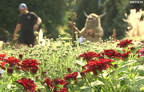 У Києві на Співочому полі відкрили виставку хризантем "Магічний сад"